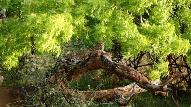 מלון Yala Leopard Mobile Camp מראה חיצוני תמונה